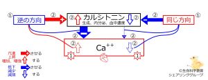 /wiki/images/thumb/a/a8/SummaryBasicFeedbackToCT-JPN.jpg/300px-SummaryBasicFeedbackToCT-JPN.jpg