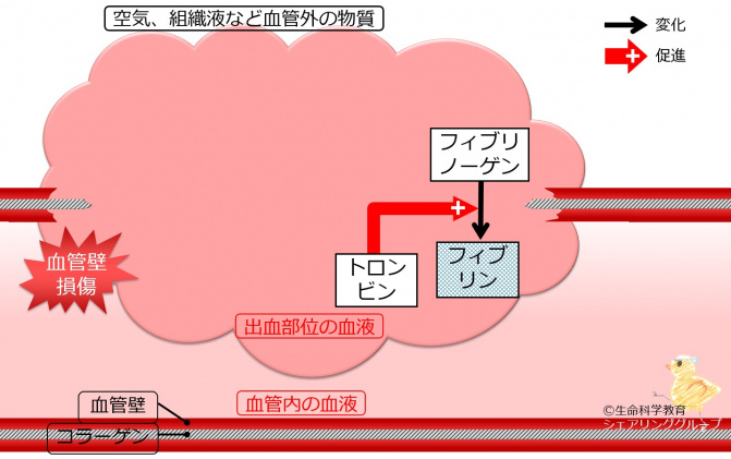 血液・骨髄・リンパ系/血小板・血液凝固系/イントロダクション/2次止血：フィブリンの生成 - 一歩一歩学ぶ生命科学