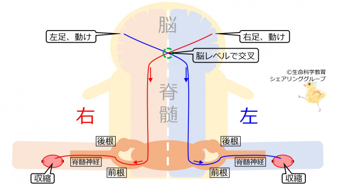 SpinalCordMotorDecussate.jpg