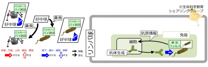 DefenceLevel2Level3-intro-Jpn.jpg