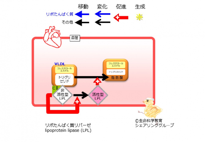 その他のアポリポタンパク質 セール