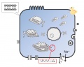 2013年2月27日 (水) 10:18時点における版のサムネイル