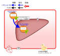 2015年2月12日 (木) 16:16時点における版のサムネイル