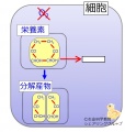 2015年3月23日 (月) 16:48時点における版のサムネイル