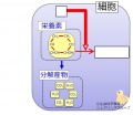 2015年3月23日 (月) 16:47時点における版のサムネイル