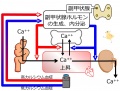 2013年2月27日 (水) 10:25時点における版のサムネイル