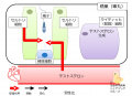 2020年8月25日 (火) 07:52時点における版のサムネイル