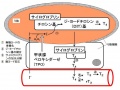 2011年4月7日 (木) 23:15時点における版のサムネイル