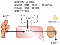 2015年9月23日 (水) 01:00時点における版のサムネイル