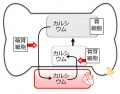 2013年2月27日 (水) 10:18時点における版のサムネイル