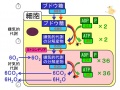 2013年2月27日 (水) 10:19時点における版のサムネイル