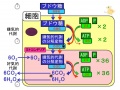 2013年2月27日 (水) 10:19時点における版のサムネイル