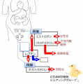 2015年3月30日 (月) 09:50時点における版のサムネイル