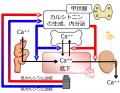 2013年2月27日 (水) 10:25時点における版のサムネイル