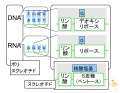 2013年2月27日 (水) 10:16時点における版のサムネイル