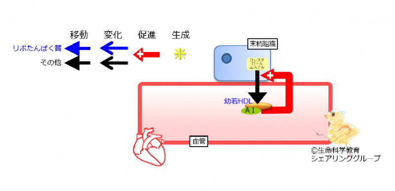 ファイル:アポリポたんぱく質AI.jpg