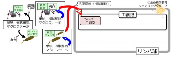 /wiki/images/thumb/b/b9/AntigenPresentationBasic-Jpn.jpg/590px-AntigenPresentationBasic-Jpn.jpg