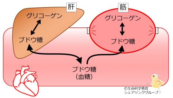 /wiki/images/thumb/b/b9/Bloodsugarsupply.jpg/590px-Bloodsugarsupply.jpg