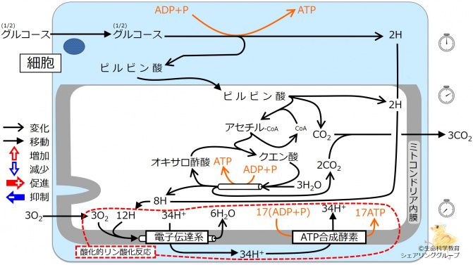 Energy metabolism Intro6.jpg