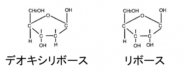 Pentose.jpg