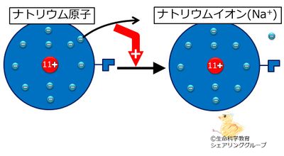 ナトリウムイオン.jpg