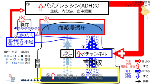 6-ADHcontrol-sweat2-2020.jpg