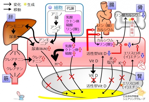 CKD-summary.jpg