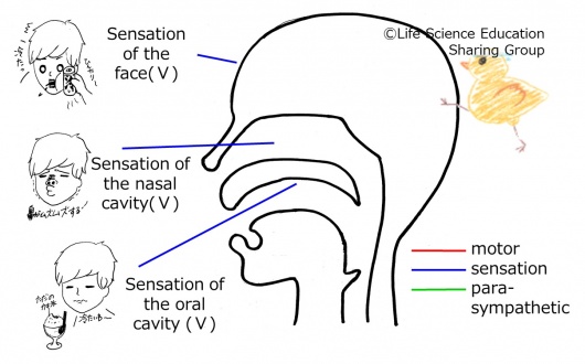 Cranial05E 1.jpg