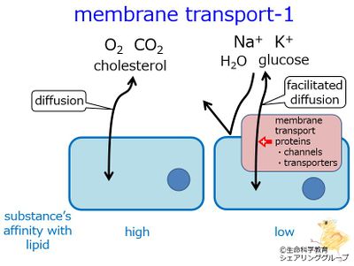 membrane_transport_1.5.jpg
