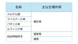 /wiki/images/thumb/c/c5/SkinReceptorsBasic-Jpn.jpg/300px-SkinReceptorsBasic-Jpn.jpg
