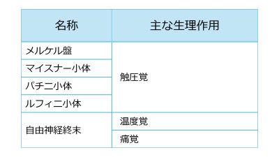 /wiki/images/thumb/c/c5/SkinReceptorsBasic-Jpn.jpg/400px-SkinReceptorsBasic-Jpn.jpg