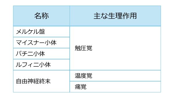 SkinReceptorsBasic-Jpn.jpg