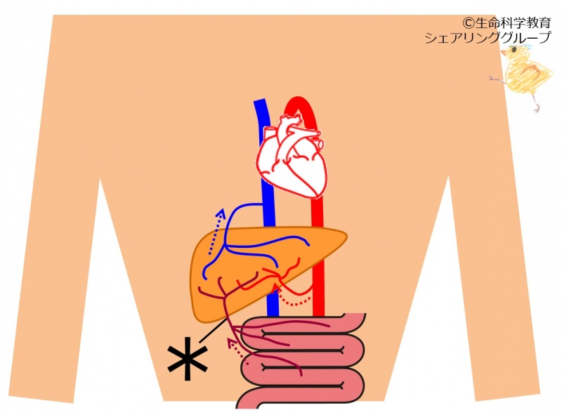 ファイル:門脈 クイズ.jpg