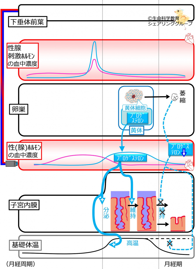 月経周期 月経期.jpg