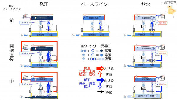 /wiki/images/thumb/c/c9/ReabsorptionControlSummary.jpg/600px-ReabsorptionControlSummary.jpg