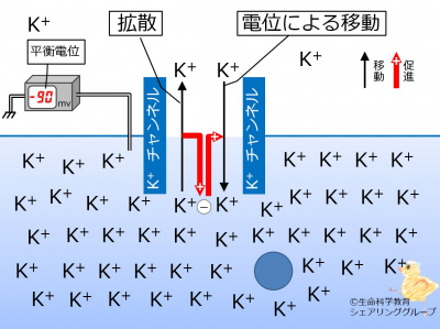 Kchannel_equilibrium_potential_ja.jpg