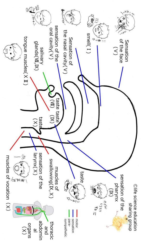 Cranial-summary-sideflippedE.jpg