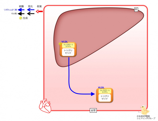 VLDL 生成 移動.jpg