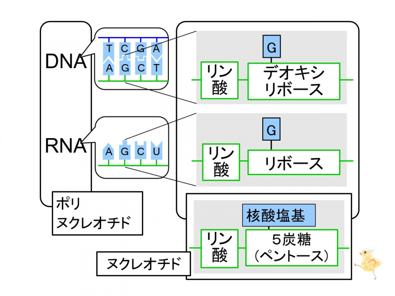 ファイル:03949.jpg