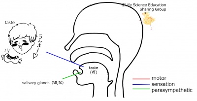 Cranial07E 1.jpg