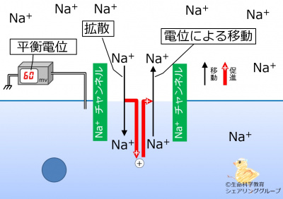 Nachannel_equilibrium_potential_ja.jpg