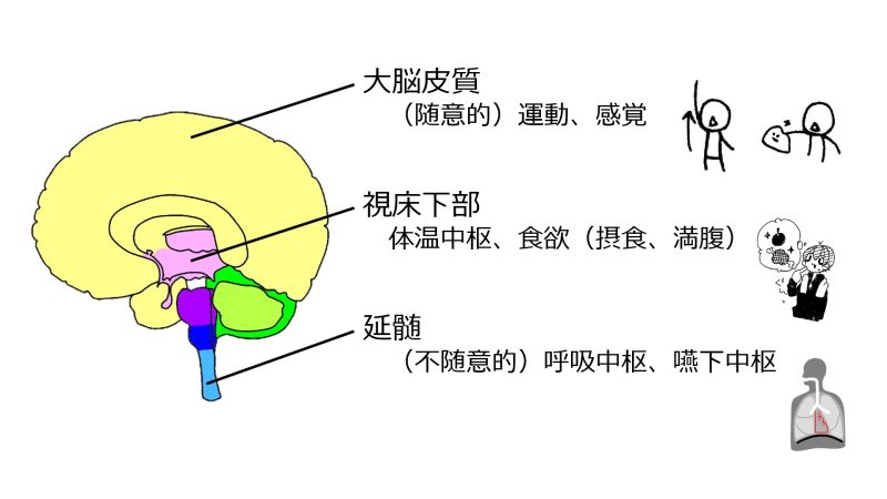 ファイル:LocalizationBasicBrainFunction-Jpn.jpg