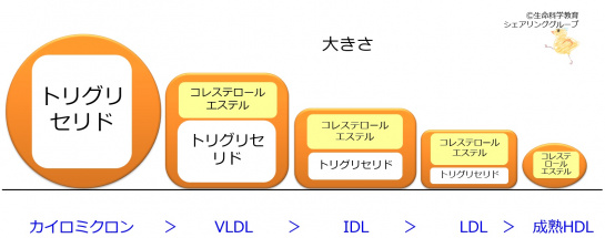 リポたんぱく質大きさ.jpg