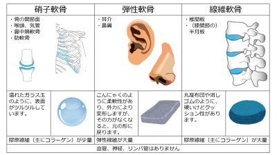 /wiki/images/thumb/d/d7/Cartilage-basic-Jpn.jpg/400px-Cartilage-basic-Jpn.jpg