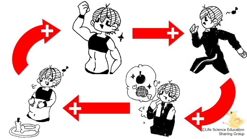 ファイル:GoodNutritionSpiral-Jpn.jpg