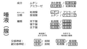 /wiki/images/thumb/d/db/Saliva-basic-Jpn.jpg/300px-Saliva-basic-Jpn.jpg