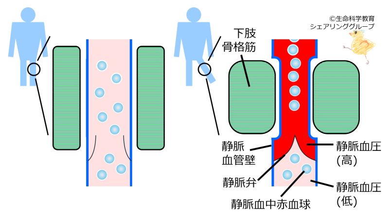 ファイル:Pumping-of-SkeletalMuscles-basic-Jpn.jpg