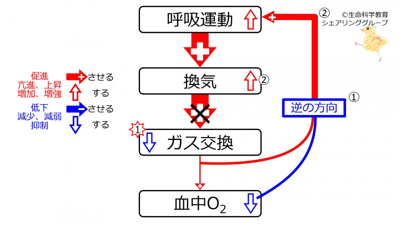 ファイル:PneumoniaO2.jpg