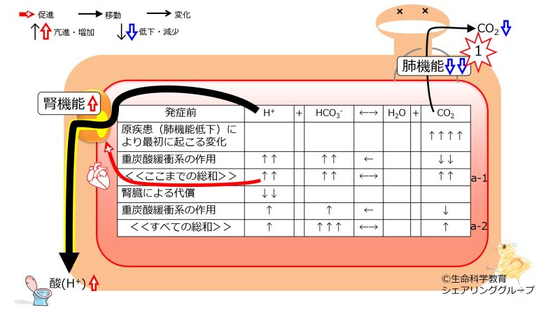 ファイル:Respiratory-acidosis-compensation.jpg