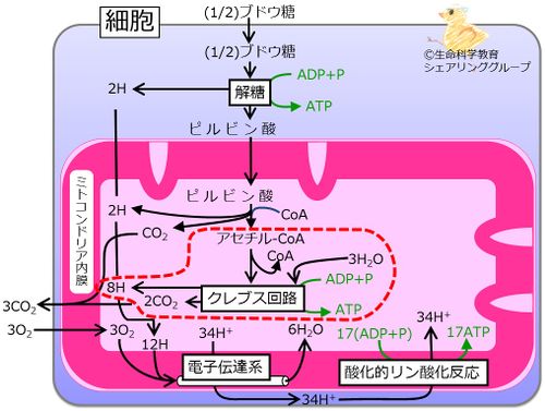 クレブス回路blue.jpg